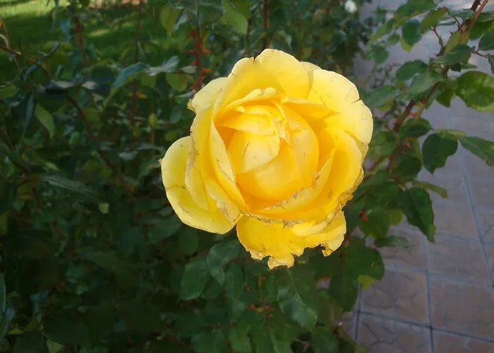 Riviera By Kalina Resort, Апартамент *