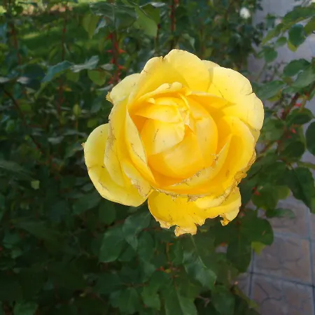 Riviera By Kalina Resort, アパート *