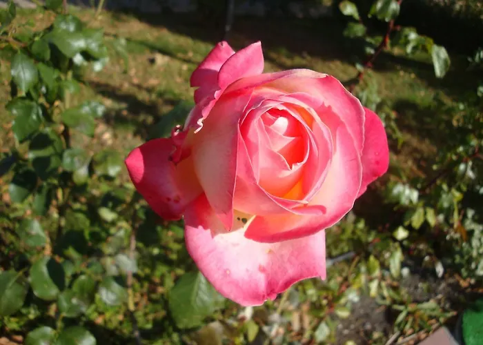 Riviera By Kalina Resort, Апартамент